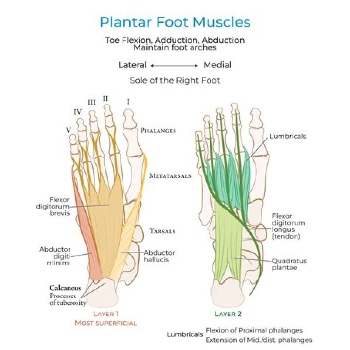An In-depth Guide To The Plantar Surface Of The Foot