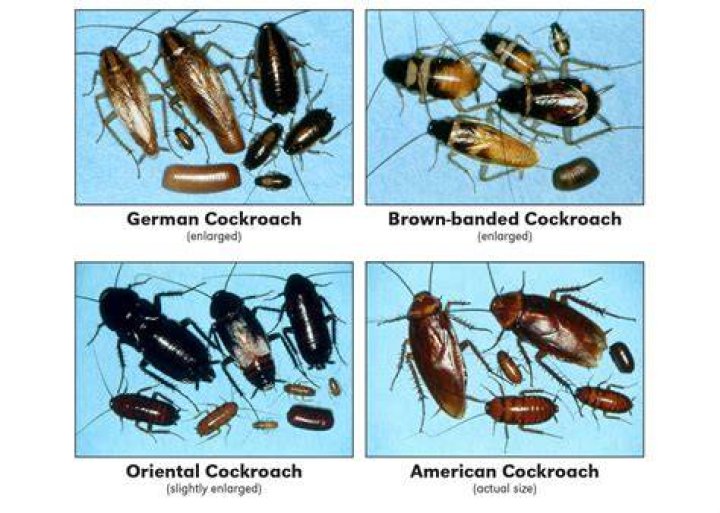 Are There Roaches In Italy? Roaches In Italy: Revealed!