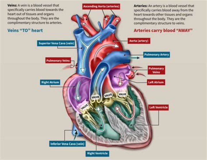 Arteries: Vessels That Carry Life Away From The Heart
