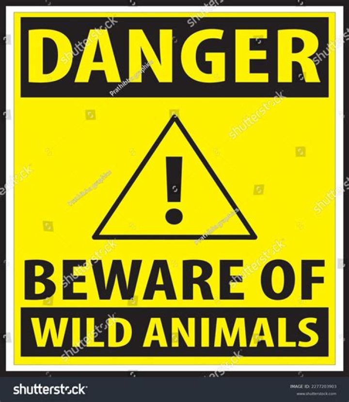 Beware! Animals That Attack Humans: A Comprehensive Guide