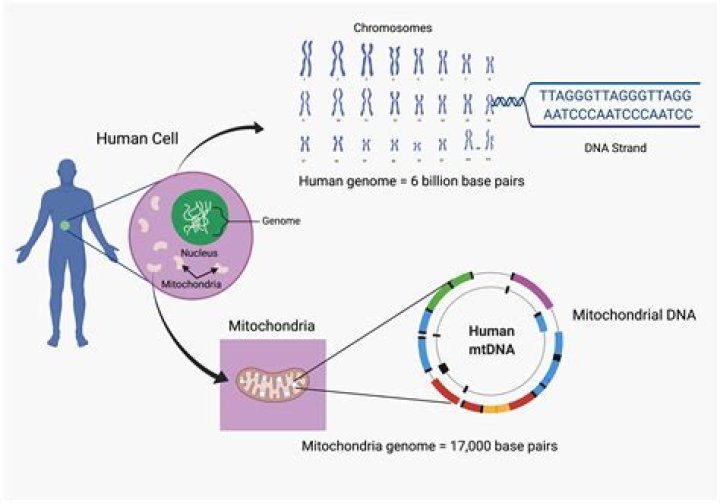 Complete Guide: Unveiling The Number Of Chromosomes In Human Body Cells