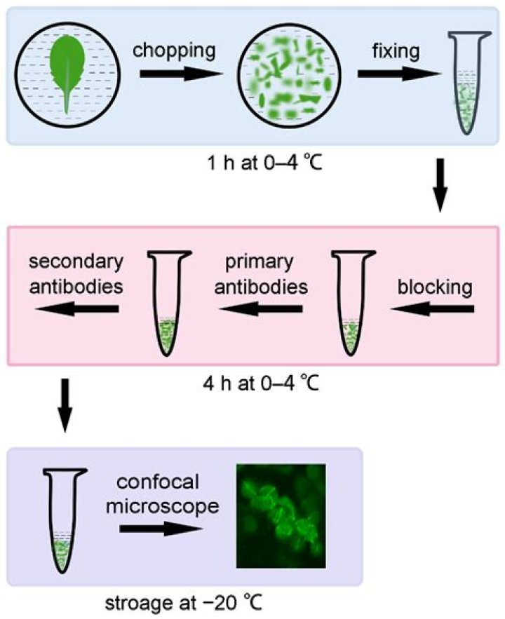 Disclosing The Types Of Chemical Bonds Essential For DNA Stability