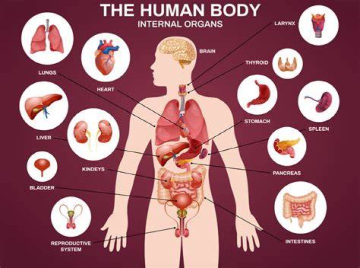Discover The Largest Internal Organ In Your Body: Unraveling The Secrets Of Your Liver