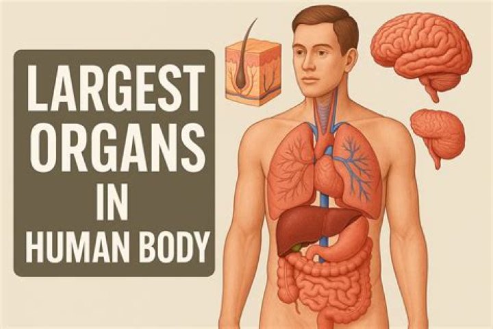Discover The Largest Organ Within The Human Body
