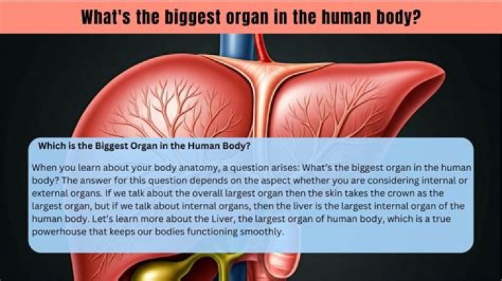 Discover The Largest Organ Within: Unveiling The Body's Secret Giant
