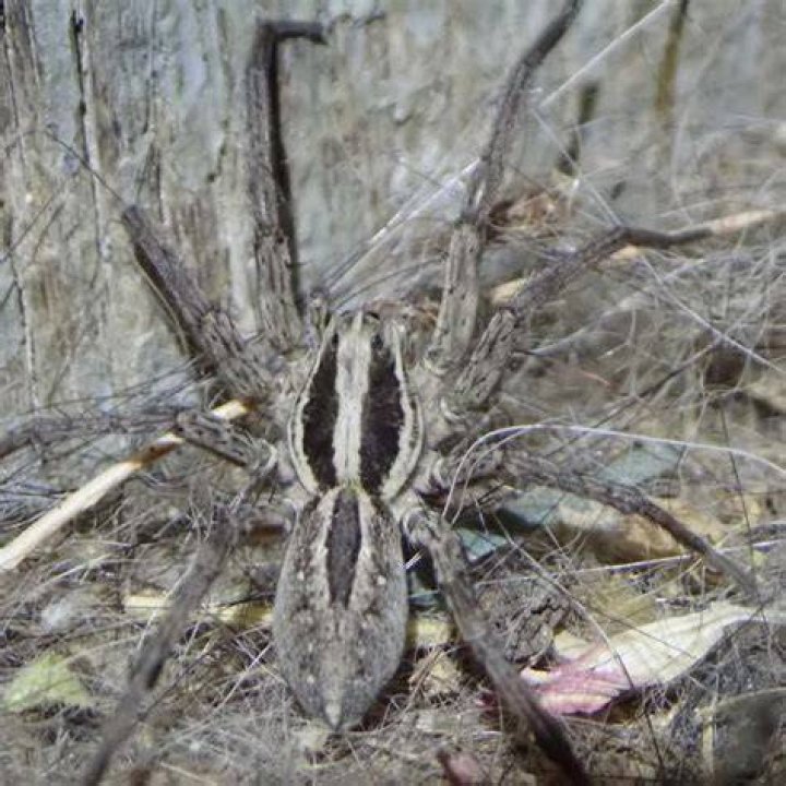 Discover The Striking Appearance Of Wolf Spiders: Unveiling Their Unique Physical Traits