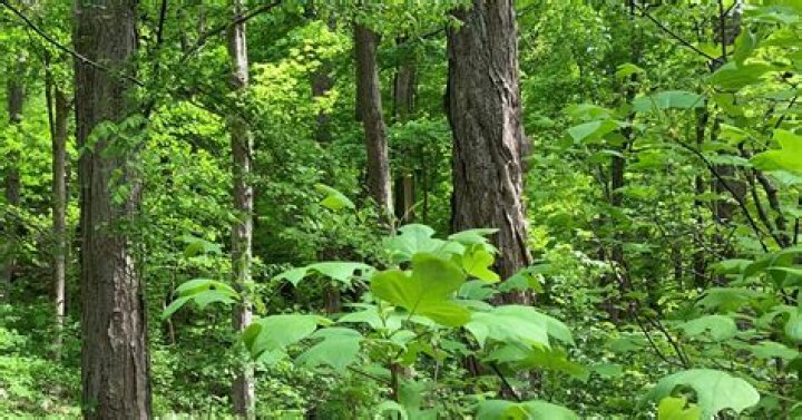 Discover The Unique Climates Of Deciduous Forests