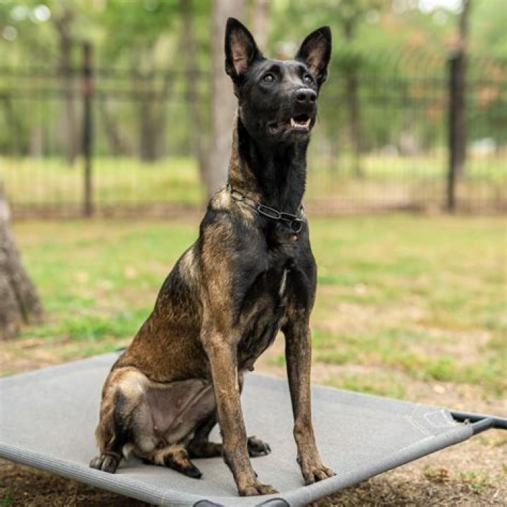 Discover The Unique Pamarayan Dog: A Treasure Among K9s