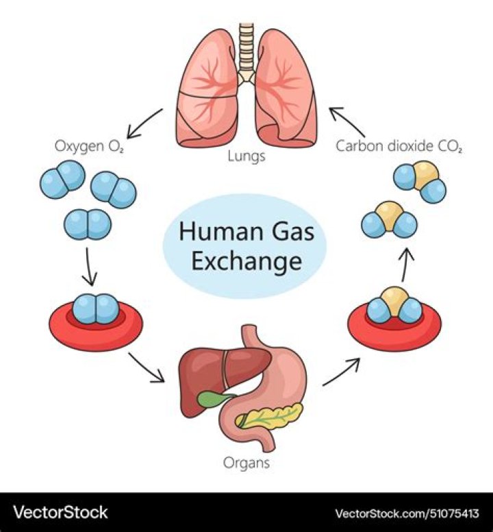Discover The Vital Connection: How The Circulatory And Respiratory Systems Collaborate