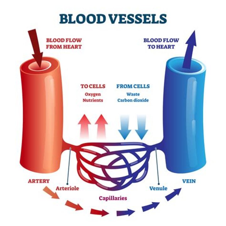 Discover: Veins The Vessels That Carry Blood Away From The Heart