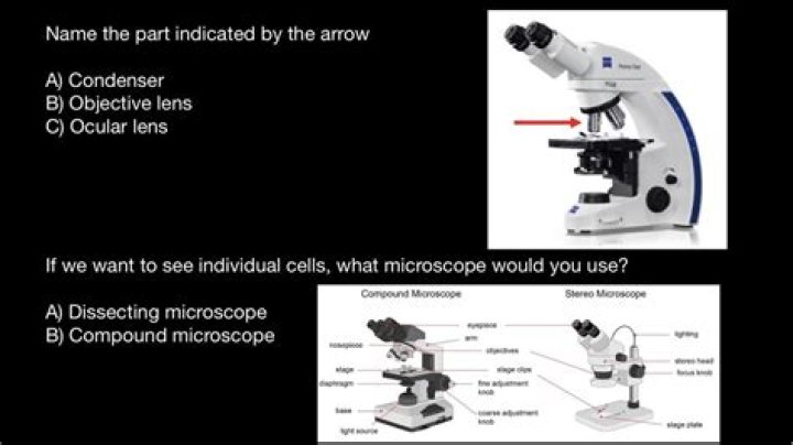 Essential Guide To Understanding The Parts Of A Dissecting Microscope