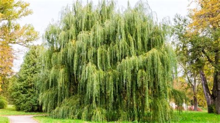 Essential Guide To Willow Trees In Old School RuneScape