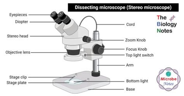 Precision Dissection Microscopes For Intricate Examinations