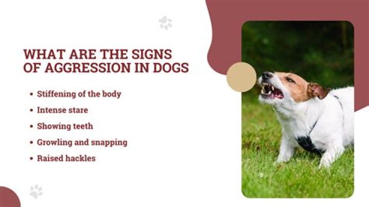 Resolve Dog Aggression: Ending Attacks Between Your Beloved Canines
