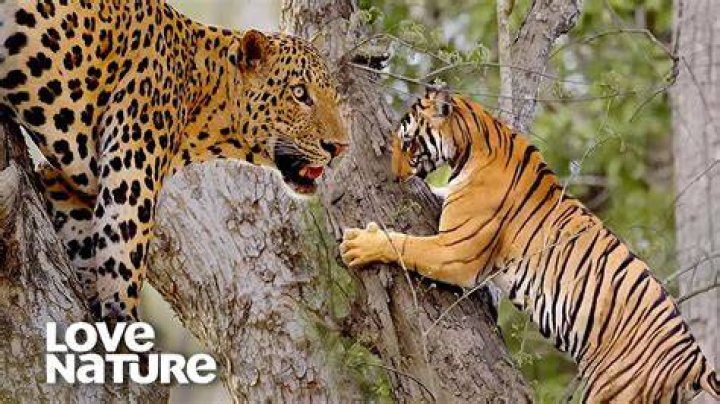 The Compatibility Guide: Snakes And Tigers In Love And Life
