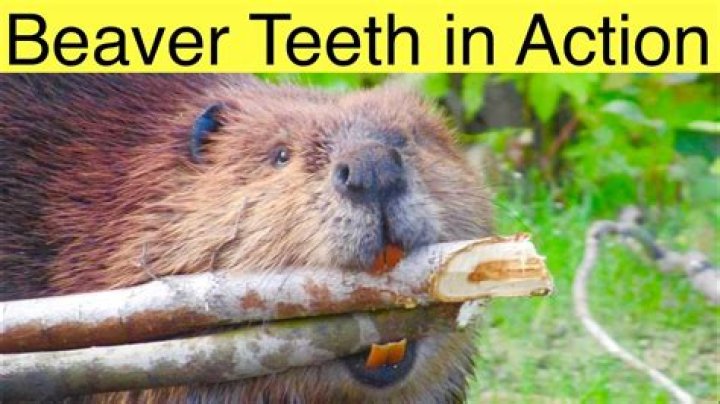 The Curious Tale: How The Beaver Got His Endearing Nickname