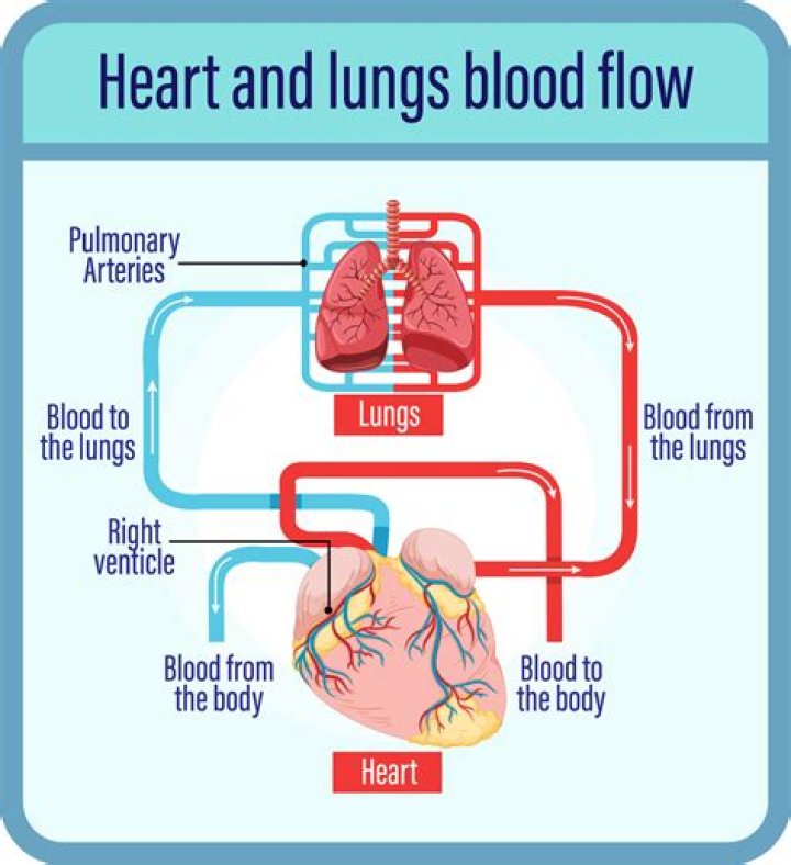 The Essential Artery: Pumping Oxygen-Rich Blood Away From The Heart