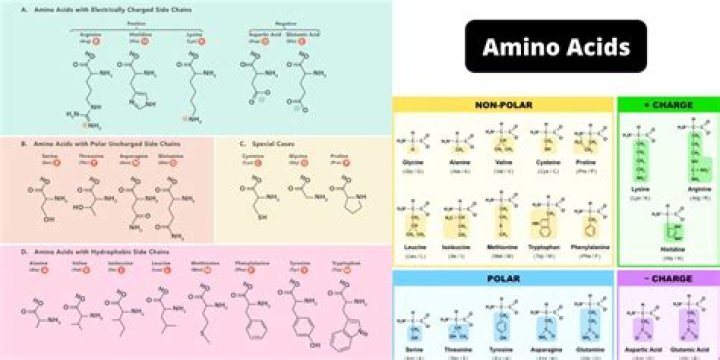 The Essential Guide To Polar Amino Acids: Types, Properties, And Roles