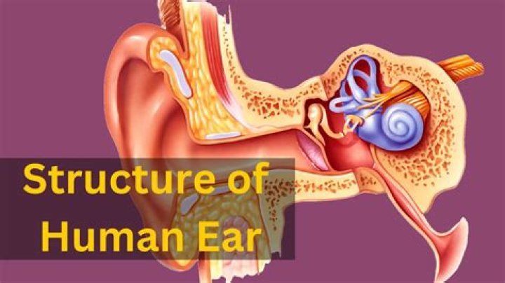 The Essential Guide To The Function And Importance Of The Human Ear