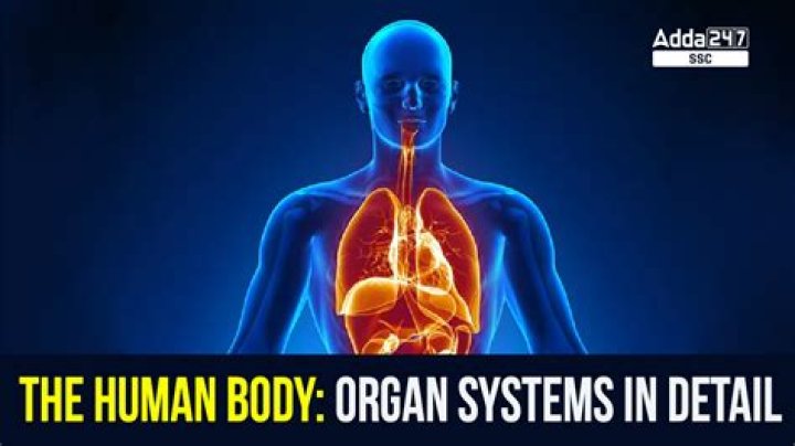The Human Skin: Unveiling The Body's Largest Organ