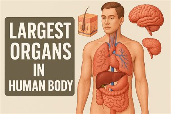 The Largest Human Organ: Uncover The Amazing Truth