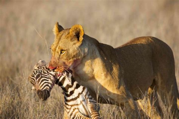 The Most Daring Animal Predators: Who Hunts Humans?