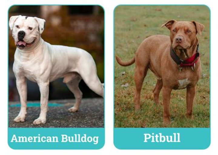 The Ultimate Guide To Bully Pitbulls: Everything You Need To Know