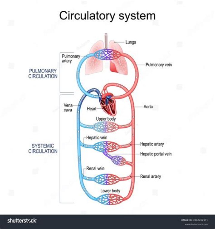 The Vital Connection: Unveiling The Interdependence Of The Circulatory And Respiratory Systems