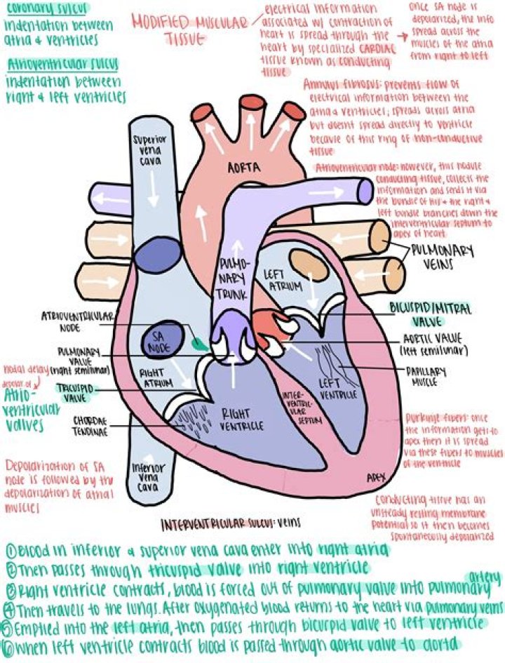 The Vital Vessels: Understanding Arteries And How Blood Travels Away From The Heart