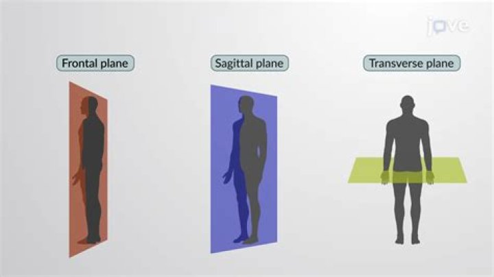Ultimate Guide To Sagittal Vs. Midsagittal: Understanding The Anatomical Plane Distinction