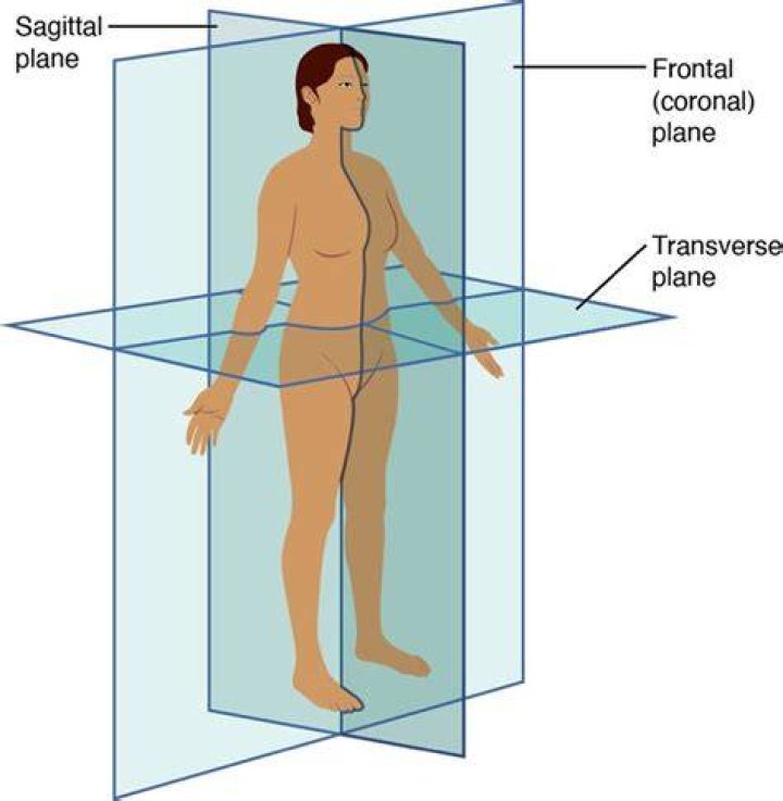 Ultimate Guide To The Median Sagittal Plane: Anatomy, Functions, And Significance