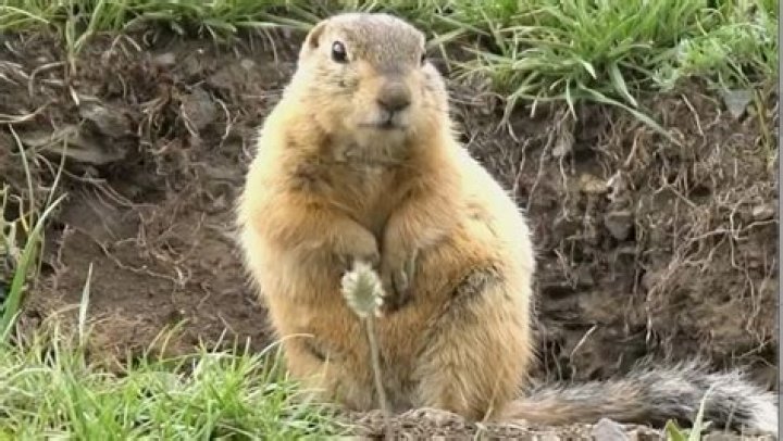 Uncover The Mystery Of The Woodchuck Enigma: A Riddling Challenge