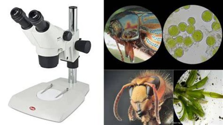 Uncover The Secrets Of Biology With Advanced Dissection Microscopes