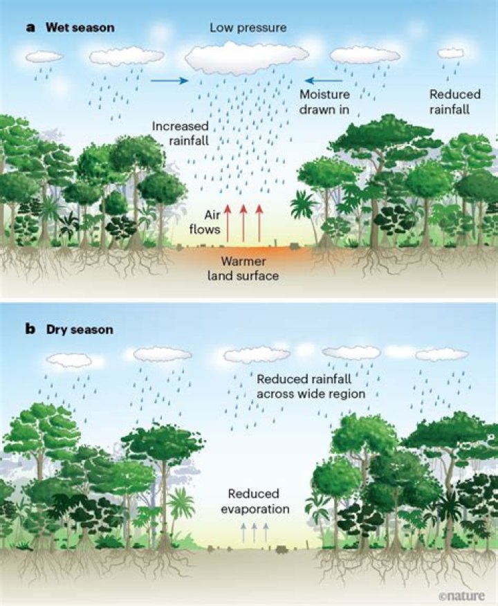 Uncovering The Rainfall Patterns In Deciduous Forests