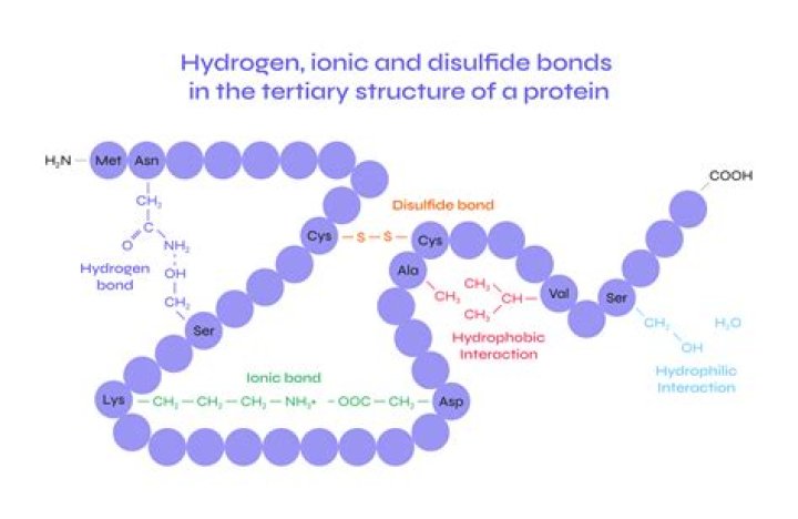 Unraveling The Intricacies Of DNA: Exploring The Bonds That Shape Its Structure