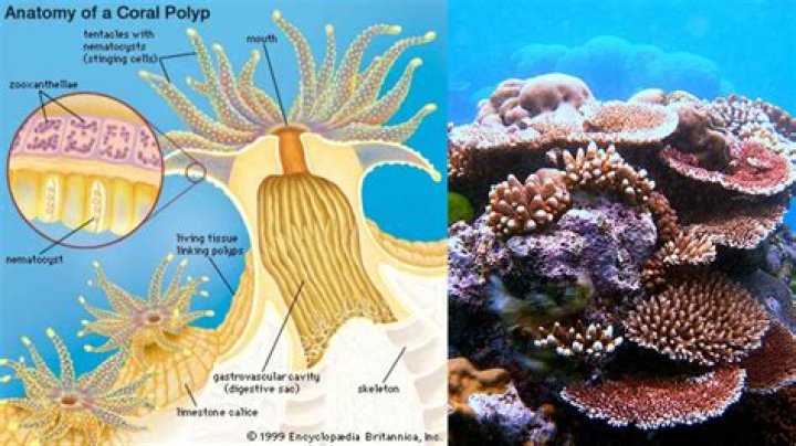 Unveiling The Key Differences Between Polyps And Nodules: A Comprehensive Guide