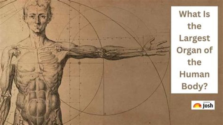 Unveiling The Largest Body Organ: The Exemplary Skin