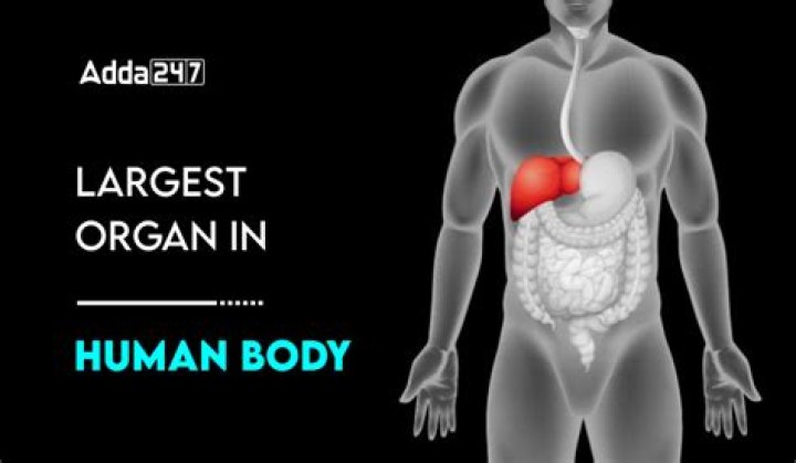 Unveiling The Largest Human Organ: A Fascinating Insight Into The Body's Wonder